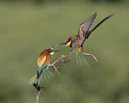 186 - EUROPEAN BEE EATER DISPUTE - SNOOK RALPH - united kingdom